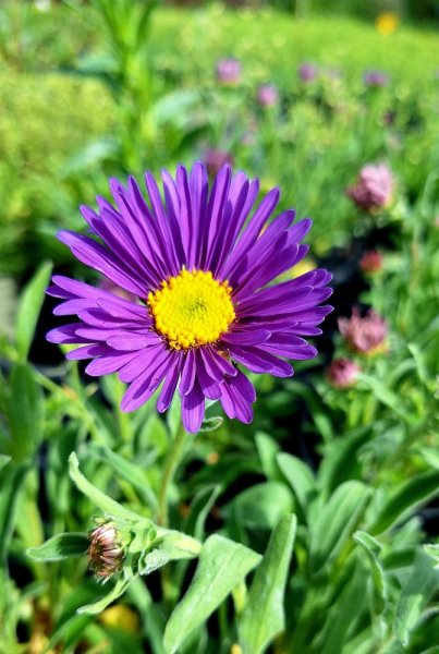 ASTRA - ASTER ALPINUS  - VIOLET