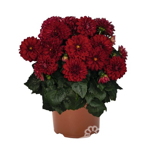JIŘINA – DAHLIA NOVATION RED