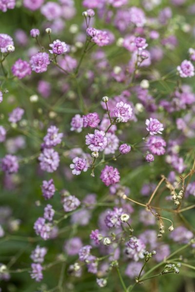 GYPSOPHILA RŮŽOVÁ - GYPSOPHILA PANICULATA PINK WEDDING
