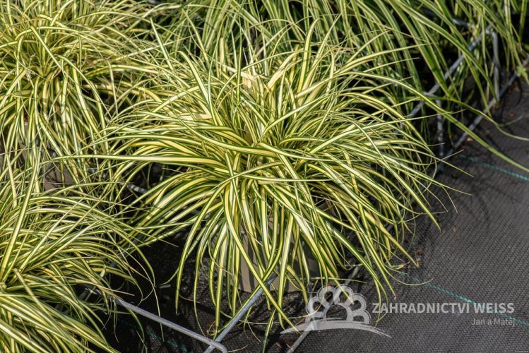 CAREX OSHIMENSIS MAXIGOLD