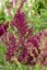 ŠALVĚJ HAJNÍ - SALVIA NEMOROSA SCHWELLENBURG