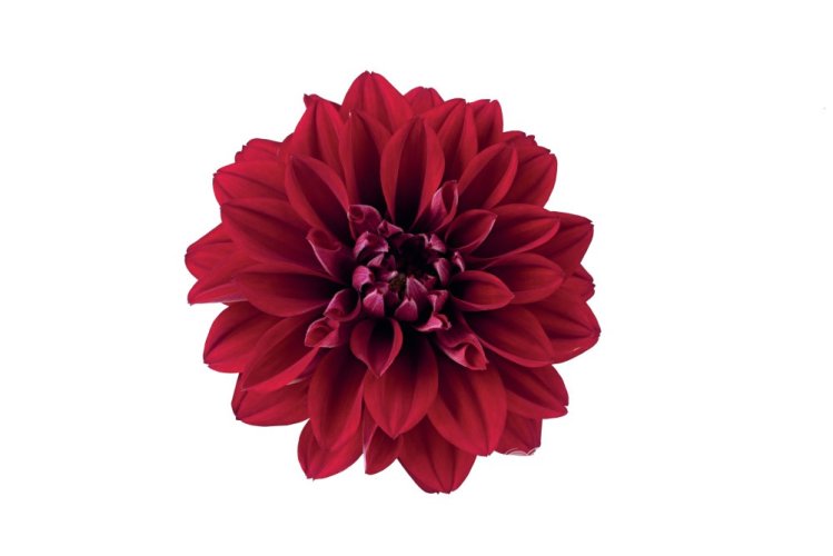 JIŘINA – DAHLIA NOVATION RED