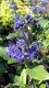 OŘECHOPLODEC - CARYOPTERIS DARK KNIGHT - ZELENÝ