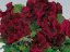ANGLICKÝ MUŠKÁT ČERVENÝ -  „CANDY FLOWERS DARK RED“