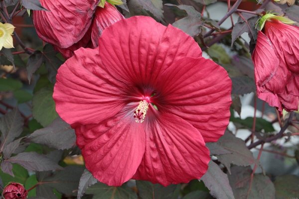 HIBISCUS SUMMERIFIC HOLY GRAIL ®