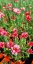 KOPRETINA MAROCKÁ - RHODANTHEMUM HOSMARIENSE ZAGORA PINK ®