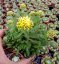 ACHILLEA MILLEFOLIUM - "DESERT EVE YELLOW"