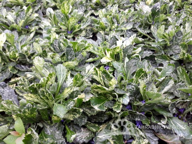 ZBĚHOVEC – AJUGA REPTANS SPARKLER