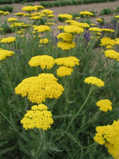 ŘEBŘÍČEK ŽLUTÝ - ACHILLEA CLOTH OF GOLD