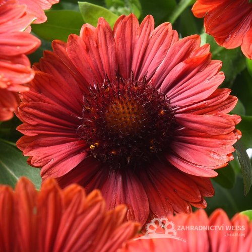 KOKARDA – GAILLARDIA AR. SPINTOP RED