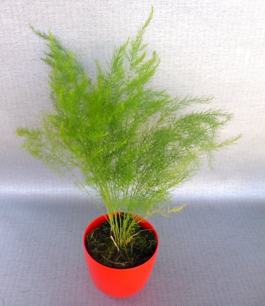 CHŘEST LÉKAŘSKÝ - ASPARAGUS OFFICINALIS