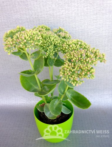SEDUM SPECTABILE - ROZCHODNÍK NÁDHERNÝ