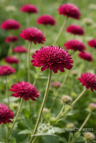 CHRASTAVEC MAKEDONSKÝ - KNAUTIA MACEDONICA RED KNIGHT