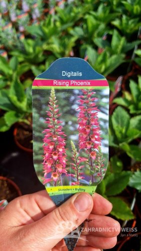 NÁPRSTNÍK - DIGITALIS RISING PHOENIX