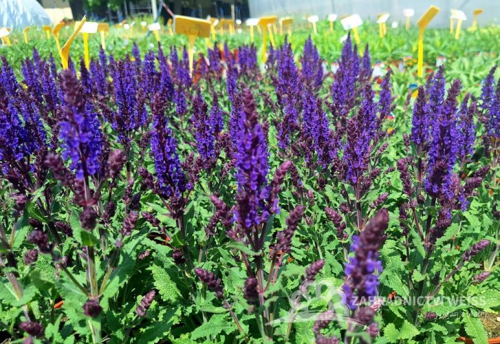SALVIA NEMOROSA NOCHE
