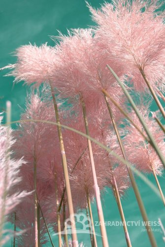 PAMPOVÁ TRÁVA - CORTADERIA SELLOANA  - RŮŽOVÁ
