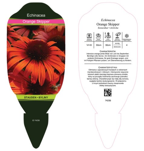 ECHINACEA PURPUREA – ORANGE SKIPPER