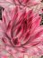 NETŘESK - SEMPERVIVUM CAPRICORN
