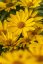 SLUNEČNICE- HELIOPSIS HELIANHOIDES ORIOLE SINGLE YELLOW