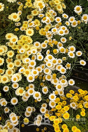 RMEN BARVÍŘSKÝ – ANTHEMIS TINCTORIA SAUCE HALLANDAISE