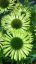 TŘAPATKA - ECHINACEA "GREEN JEWEL"