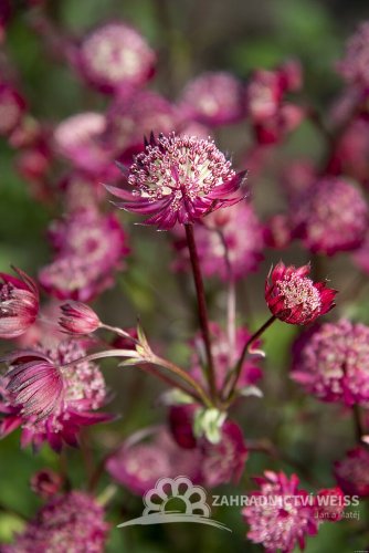 JARMANKA - ASTRANTIA ASTRA RED