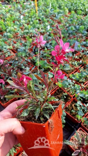 GAURA GARDIS PETIT PINK
