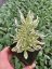 LEVANDULE - LAVANDULA ANGUSTIFOLIA " PLATINUM BLONE"