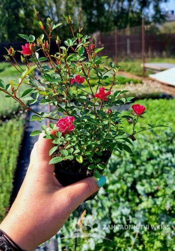 RŮŽIČKA – ROSA LILLY ROSE
