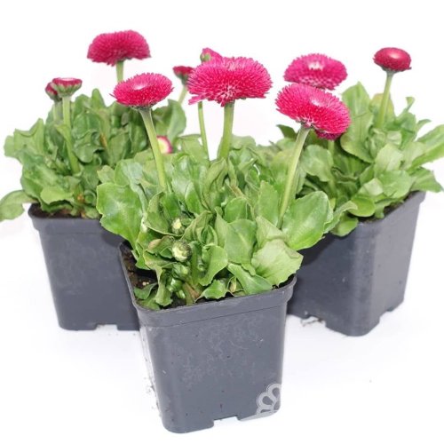 SEDMIKRASKA - BELLIS