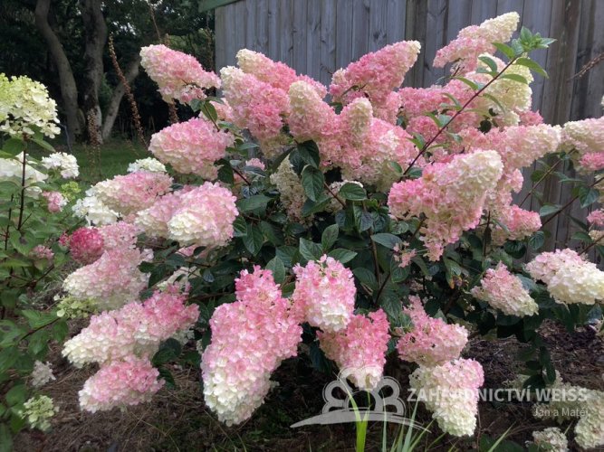 HORTENZIE LATNATÁ  - HYDRANGEA SUNDAE FRAISE®