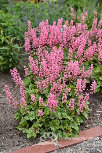 HEUCHERELLA HYB. PINK REVOLUTION