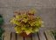 HEUCHERA MARLMALADE