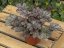 HEUCHERA WORLD CAFFE CORRETTO