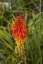 KLEOPATŘINA JEHLA - KNIPHOFIA PAPAYA POPSICLE