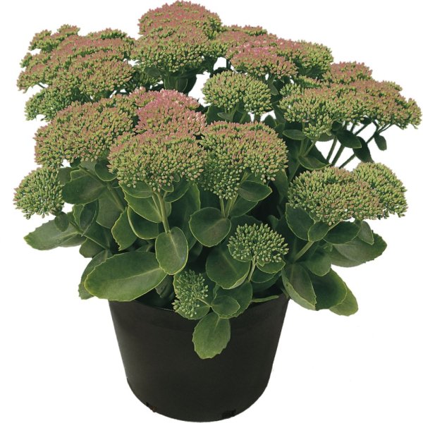 SEDUM HYBRIDUM HERBSTFREUDE