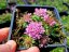 HLAVÁČ JAPONSKÝ - SCABIOSA JAPONICA RITZ ROSE
