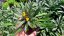 HORČIČNÍK ŽLUTÝ - ERYSIMUM LINIFOLIUM ERYSISTIBLE YELLOW