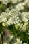 JARMANKA VĚTŠÍ - ASTRANTIA ASTRA WHITE