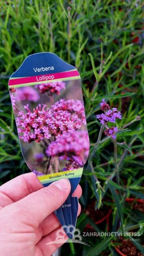 SPORÝŠ ARGENTÝNSKÝ – VERBENA BONARIENSIS LOLLIPOP