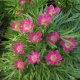 SASANKA - ANEMONE MULT. ANNABELLA DEEP ROSE
