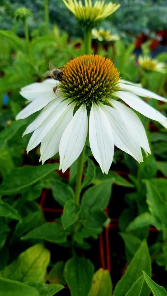 ECHINACEA PRIMADONA WHITE
