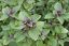 BAZALKA VYTRVALÁ MODRÁ - OCIMUM HYB. BLUE