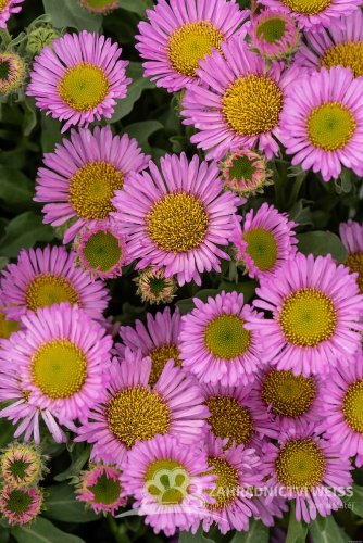 TURAN - ERIGERON GLAUCUS SEA BREEZE
