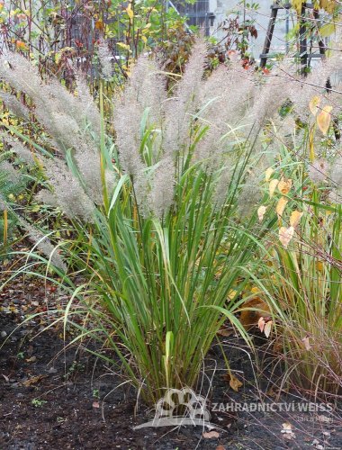 TŘTINA CHLOUPKATÁ - CALAMAGROSTIS BRACHYTRICHA