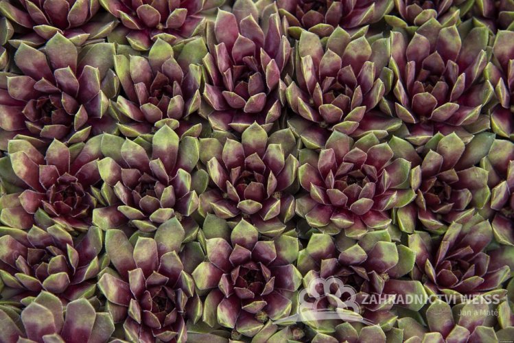 NETŘESK - SEMPERVIVUM HYBR. DR FRITZ KÖHLEIN