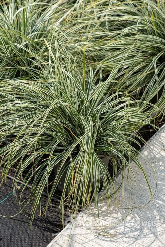 OSTŘICE JAPONSKÁ - CAREX OSHIMENSIS EVEREST