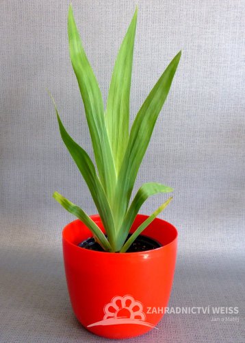 ANGÍNOVNÍK - BELAMCANDA CHINENSIS