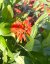 KOHOUTEK PLAMENY – LYCHNIS CHALCEDONICA SCARLET
