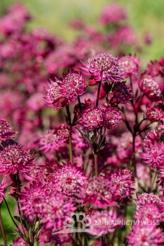 JARMANKA - ASTRANTIA ASTRA RED